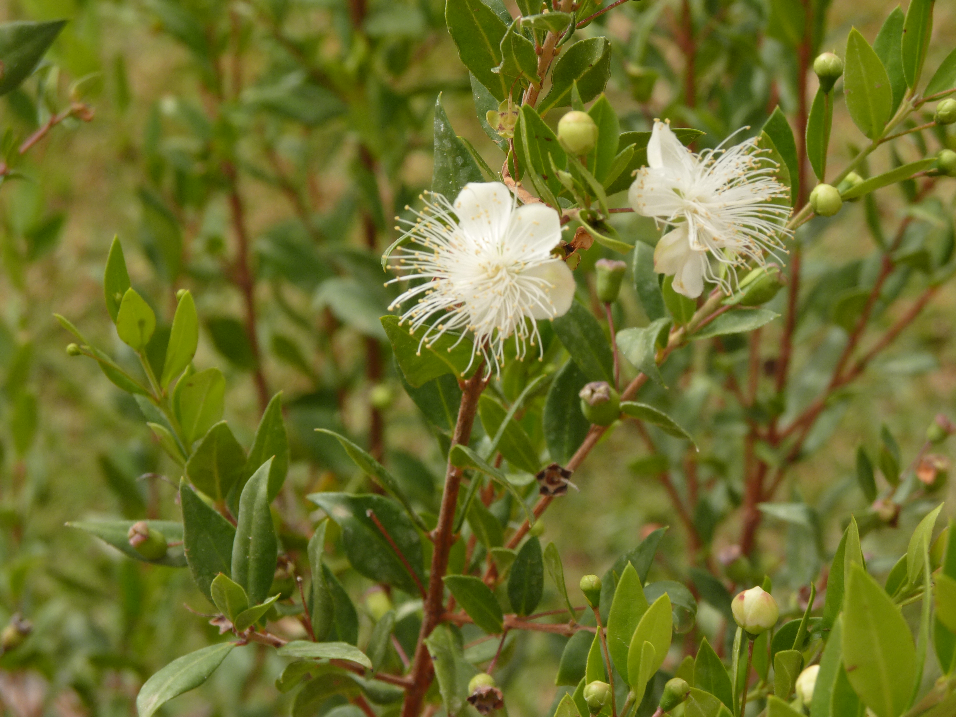 No s'ha trobat l'arxiu